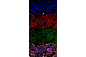 Immunocytochemistry/Immunofluorescence analysis using Mouse Anti-Malondialdehyde Monoclonal Antibody, Clone 11E3 . (Malondialdehyde Antikörper  (Biotin))
