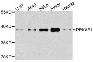 Western blot analysis of extracts of various cell lines, using PRKAB1 antibody. (PRKAB1 Antikörper  (AA 1-80))