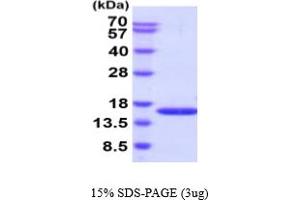PHPT1 Protein (AA 1-125) (His tag)