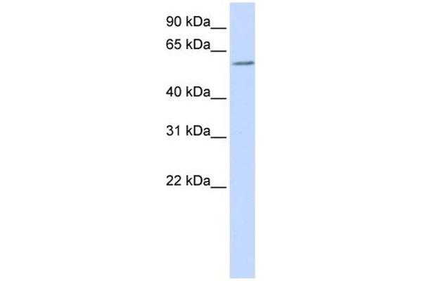 ZBTB7A Antikörper  (N-Term)
