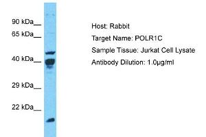 Host: Rabbit Target Name: POLR1C Sample Type: Jurkat Whole Cell lysates Antibody Dilution: 1.