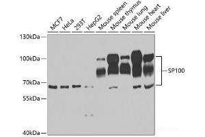 Western blot analysis of extracts of various cell lines using SP100 Polyclonal Antibody at dilution of 1:1000. (SP100 Antikörper)