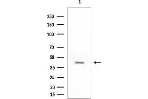 Western blot analysis of lysates from Mouse liver, using B4GALT1 Mouse Monoclonal Antibody at 1/1000 dilution.