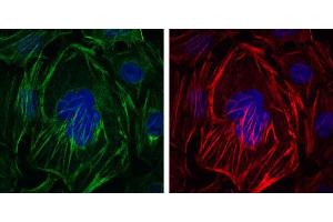 Immunofluorescence analysis of HepG2 cells using ACTA2 mouse mAb (green). (Smooth Muscle Actin Antikörper)