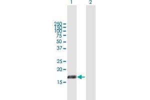 Western Blot analysis of PIGH expression in transfected 293T cell line by PIGH MaxPab polyclonal antibody. (PIGH Antikörper  (AA 1-188))
