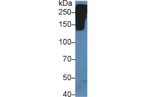 Detection of RELN in Mouse Fetal rat lysate using Polyclonal Antibody to Reelin (RELN) (Reelin Antikörper  (AA 3143-3461))