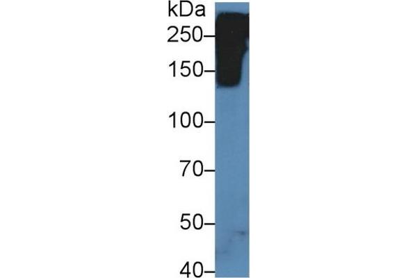 Reelin antibody  (AA 3143-3461)