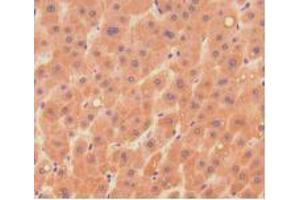 IHC-P analysis of Human Liver Tissue, with DAB staining. (DNASE1 Antikörper  (AA 19-259))