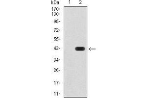 Western Blotting (WB) image for anti-Sirtuin 4 (SIRT4) (AA 215-314) antibody (ABIN5885735) (SIRT4 Antikörper  (AA 215-314))