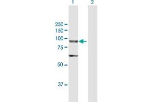 Western Blot analysis of ELAC2 expression in transfected 293T cell line by ELAC2 MaxPab polyclonal antibody. (ELAC2 Antikörper  (AA 1-826))