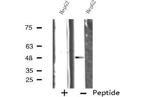 Western blot analysis of extracts from HepG2 cells, using SERC1 antibody. (SERINC1 Antikörper  (C-Term))