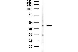 anti-Zinc Finger Protein 24 (ZNF24) (Internal Region) antibody