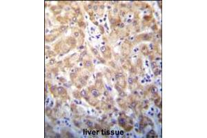 STX2 Antibody immunohistochemistry analysis in formalin fixed and paraffin embedded human liver tissue followed by peroxidase conjugation of the secondary antibody and DAB staining. (STX2 Antikörper  (AA 123-152))