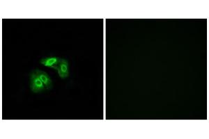 Immunofluorescence (IF) image for anti-Vomeronasal 1 Receptor 5 (VN1R5) (Internal Region) antibody (ABIN1853366) (VN1R5 Antikörper  (Internal Region))