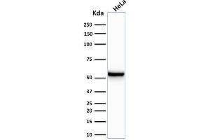 Western Blot Analysis of human HeLa cell lysate using Cytokeratin 7 Mouse Monoclonal Antibody (KRT7/760). (Cytokeratin 7 Antikörper)