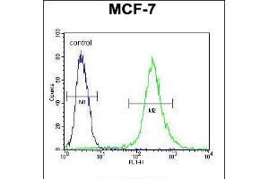 Flow cytometric analysis of MCF-7 cells (right histogram) compared to a negative control cell (left histogram). (RPS24 Antikörper  (AA 65-93))
