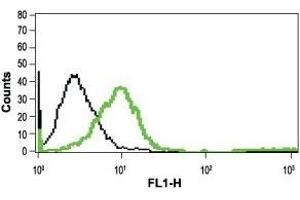 Cell surface detection of mGluR1 in live intact Jurkat cells: (black line) Unstained cells + goat-anti-rabbit-FITC. (Metabotropic Glutamate Receptor 1 Antikörper  (Extracellular))