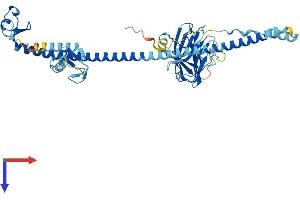 TRIM60 Protein (AA 1-466) (His tag)