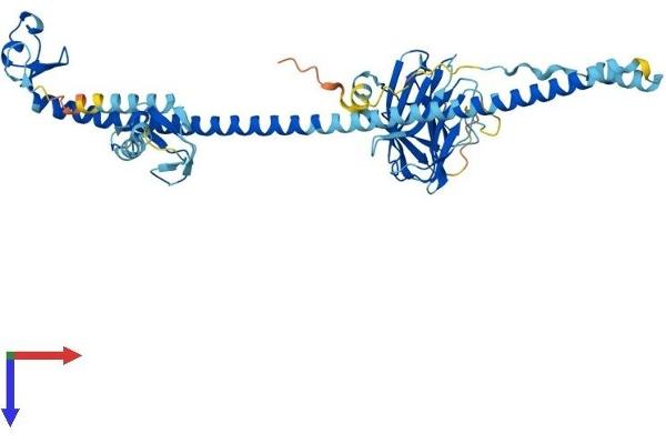 TRIM60 Protein (AA 1-466) (His tag)