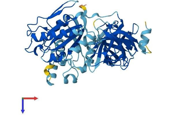 eEF1A1 Protein (AA 1-462) (His tag)