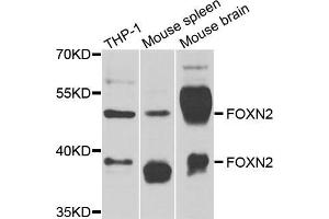 Western blot analysis of extracts of various cell lines, using FOXN2 antibody (ABIN5974318) at 1/1000 dilution. (FOXN2 Antikörper)