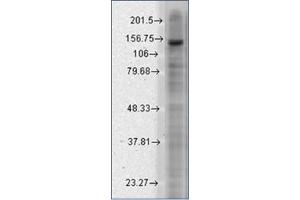 Western Blotting (WB) image for anti-Potassium Channel, Subfamily T, Member 2 (KCNT2) (AA 564-624) antibody (ABIN492454) (KCNT2 Antikörper  (AA 564-624))
