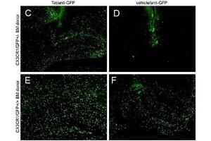 IHC - Immuno-Fluorescence of Biotin Mouse anti-GFP antibody. (GFP Antikörper  (Biotin))