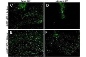 IHC - Immuno-Fluorescence of Biotin Mouse anti-GFP antibody. (GFP Antikörper  (AA 246) (Biotin))