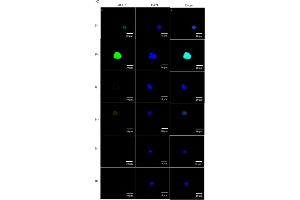 Immunofluorescence (Cultured Cells) (IF (cc)) image for anti-Mucin 2, Oligomeric Mucus/gel-Forming (MUC2) (C-Term) antibody (ABIN2854828)