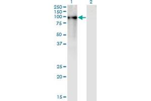 Western Blot analysis of ZNF41 expression in transfected 293T cell line by ZNF41 monoclonal antibody (M02), clone 4D6. (ZNF41 Antikörper  (AA 221-321))
