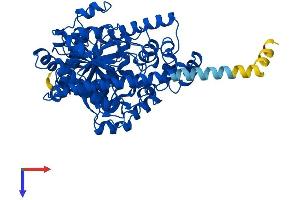 FAAH Protein (AA 1-579) (His tag)