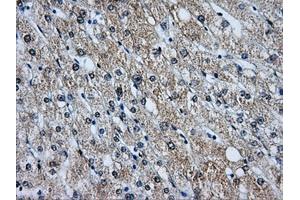 Immunohistochemistry (IHC) image for anti-Baculoviral IAP Repeat-Containing 7 (BIRC7) antibody (ABIN1499181) (BIRC7 Antikörper)
