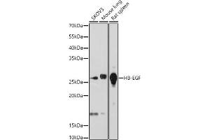 Western blot analysis of extracts of various cell lines, using HB-EGF antibody (ABIN7267616) at 1:1000 dilution. (HBEGF Antikörper)