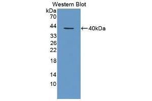Western Blotting (WB) image for anti-Chemokine (C-X-C Motif) Ligand 1 (Melanoma Growth Stimulating Activity, Alpha) (CXCL1) antibody (ABIN3201224) (CXCL1 Antikörper)