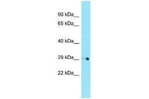 Host: Rabbit  Target Name: Dnase1l1  Sample Tissue: Mouse Heart lysates  Antibody Dilution: 1. (DNASEX Antikörper  (Middle Region))