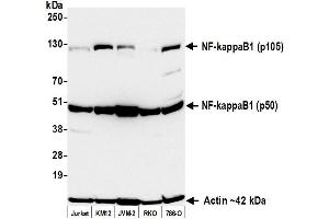 Western Blotting (WB) image for anti-Nuclear Factor of kappa Light Polypeptide Gene Enhancer in B-Cells 1 (NFKB1) (AA 1-50) antibody (ABIN7795780)