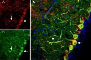 Expression of GluR3 (GluA3) in mouse brain - Immunohistochemical staining of mouse brain sections using Guinea pig Anti-GluR3 (GluA3) (extracellular) Antibody (ABIN7043223, ABIN7045440 and ABIN7045441).