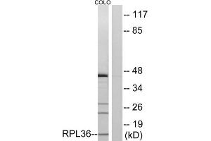 Western blot analysis of extracts from COLO cells, using RPL36 antibody. (RPL36 Antikörper  (Internal Region))