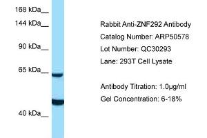 Western Blotting (WB) image for anti-Zinc Finger Protein 292 (ZNF292) (C-Term) antibody (ABIN2784241) (ZNF292 Antikörper  (C-Term))