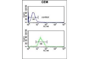 Flow cytometric analysis of CEM cells using ITPKC Antibody (N-term) Cat. (ITPKC Antikörper  (N-Term))