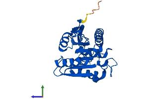 Protein Structure (PS) image for Lysophospholipase I (LYPLA1) (AA 1-230) protein (His tag) (ABIN7549119)
