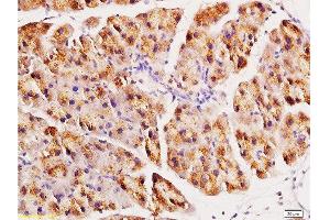 Formalin-fixed and paraffin embedded rat pancreas tissue labeled with Anti-ACE2 Polyclonal Antibody, Unconjugated at 1:200, followed by conjugation to the secondary antibody and DAB staining (ACE2 Antikörper  (AA 601-700))