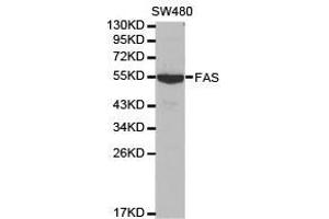 Western Blotting (WB) image for anti-TNF Receptor Superfamily, Member 6 (FAS) antibody (ABIN1872658) (FAS Antikörper)