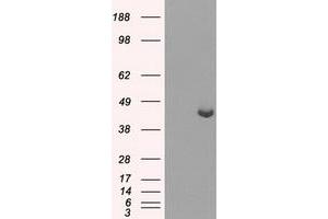 Western Blotting (WB) image for anti-Protein Phosphatase Methylesterase 1 (PPME1) antibody (ABIN1500296) (PPME1 Antikörper)