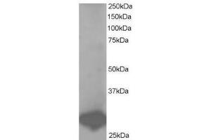 Image no. 1 for anti-B-Cell Receptor-Associated Protein 31 (BCAP31) (C-Term) antibody (ABIN374194) (BCAP31 Antikörper  (C-Term))