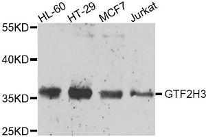 Western blot analysis of extracts of various cells, using GTF2H3 antibody. (GTF2H3 Antikörper)