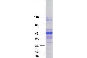 Validation with Western Blot (Asialoglycoprotein Receptor 2 Protein (ASGR2) (Transcript Variant 1) (Myc-DYKDDDDK Tag))