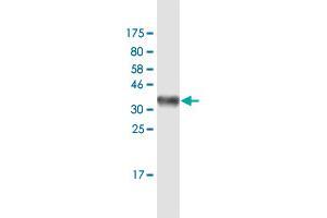 Western Blot detection against Immunogen (35.