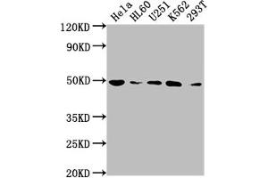 Western Blot Positive WB detected in: Hela whole cell lysate, HL60 whole cell lysate, U251 whole cell lysate, K562 whole cell lysate, 293T whole cell lysate All lanes: HDAC3 antibody at 1:2000 Secondary Goat polyclonal to rabbit IgG at 1/50000 dilution Predicted band size: 49, 50 kDa Observed band size: 49 kDa
