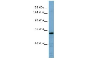 WB Suggested Anti-CDH23 Antibody Titration:  0. (CDH23 Antikörper  (Middle Region))